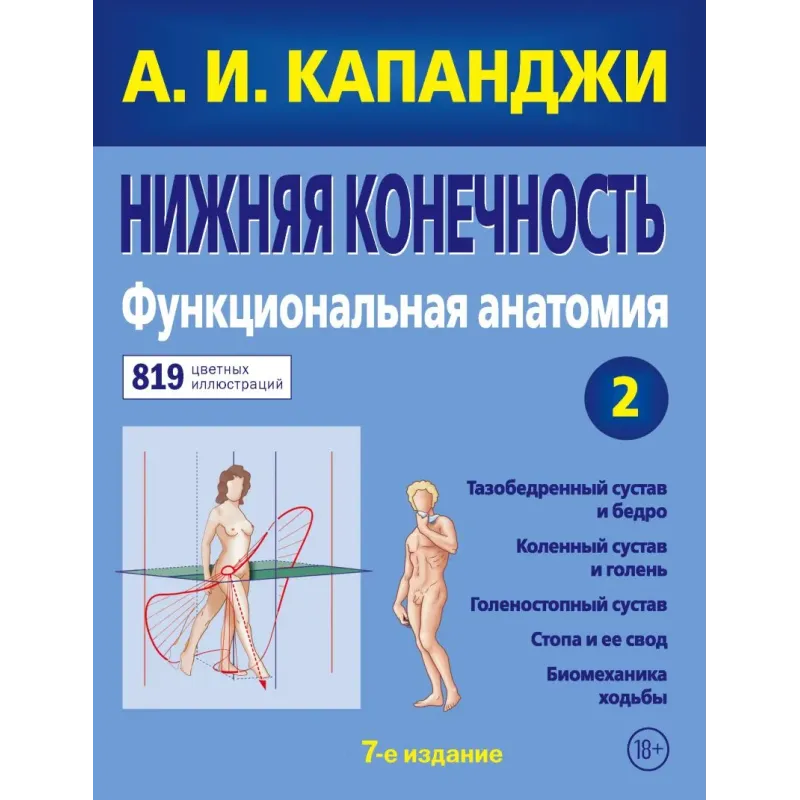 Нижняя конечность Функциональная анатомия (обновленное издание)
