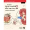 Анатомия и физиология. Нормы и патологии