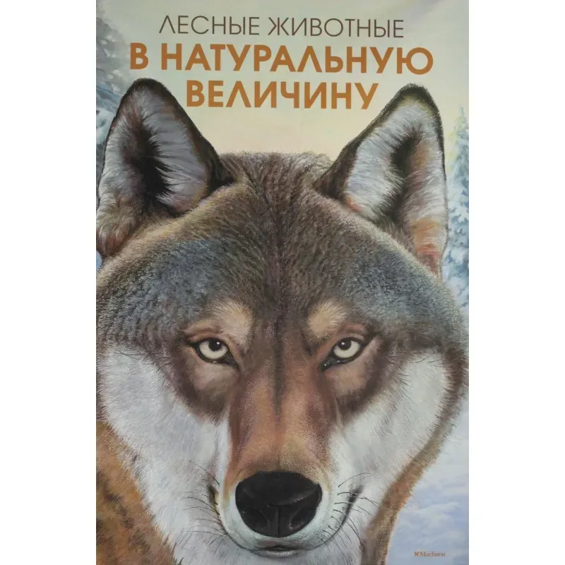 Лесные животные в натуральную величину