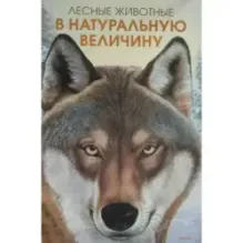 Лесные животные в натуральную величину