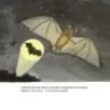 Удивительные летучие мыши Удивительные летучие мыши