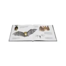 Удивительные летучие мыши