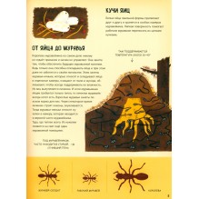 Кто появляется на свет из яйца?