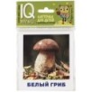 Умный малыш. Грибы наших лесов. Набор карточек для детей.