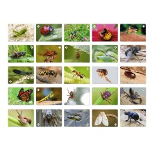 Мемо "Мир насекомых и не только"