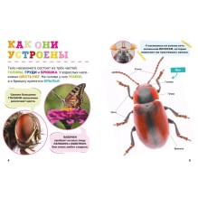 Насекомые. Первая энциклопедия малыша