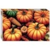 Мозаика "puzzle" 500 "Тыквы"