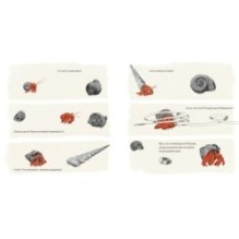 Где мой дом?