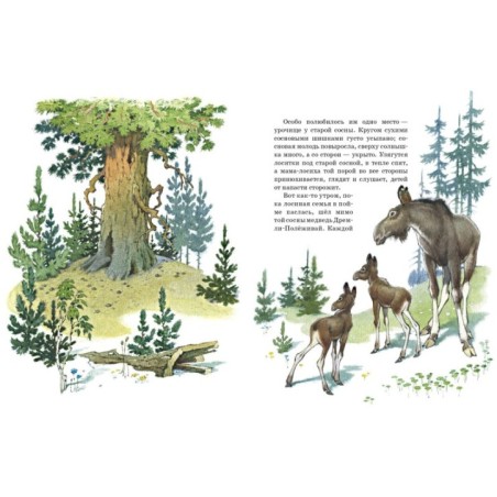 Как сосна лосяток спасала