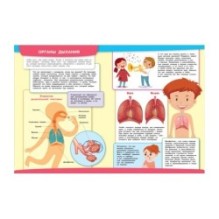 Тело человека. Моя первая энциклопедия с наклейками