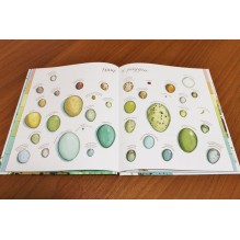 Яйцо любит тишину