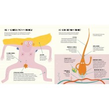 Тайная жизнь волос