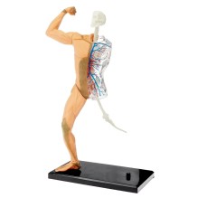 Набор для опытов "Человеческое тело"