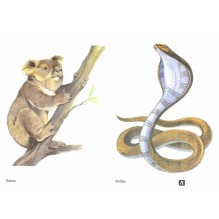 Животные жарких стран в картинках. Наглядное пособие для педагогов, логопедов, воспитателей