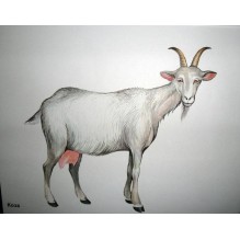 Домашние животные в картинках. Наглядное пособие для педагогов, воспитателей и родителей