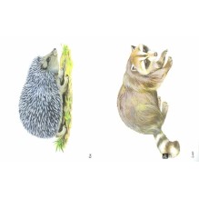 Дикие животные в картинках. Наглядное пособие для педагогов, логопедов, воспитателей и родителей