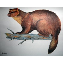 Дикие животные в картинках. Наглядное пособие для педагогов, логопедов, воспитателей и родителей