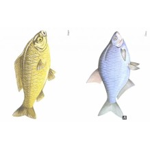 Рыбы в картинках. Наглядное пособие для педагогов, логопедов, воспитателей и родителей