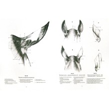 Анатомический рисунок. Животные