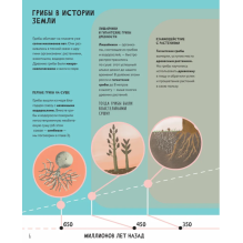 Тайны грибов