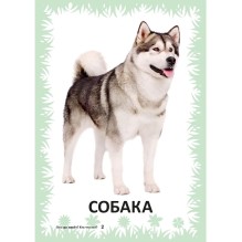 Карточки для умного развития. Кто где живет? Кто что ест? 34 карточки