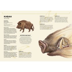 Лесные животные в натуральную величину