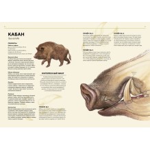 Лесные животные в натуральную величину