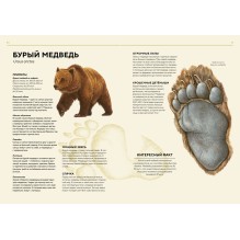 Лесные животные в натуральную величину