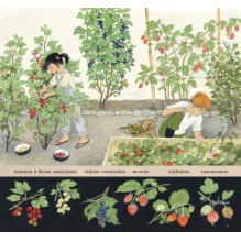 Как растут ягоды, орехи и фрукты?