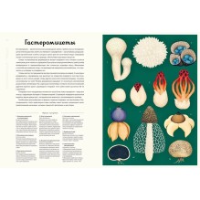 Энциклопедия про грибы. Грибариум