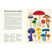 Энциклопедия про грибы. Грибариум
