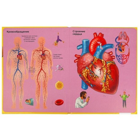 Тело человека. 100 секретных окошек.