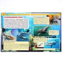 Акулы. (Энциклопедия А4 с развивающими заданиями)