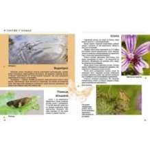 Комахи та інші