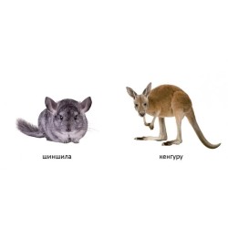 Екзотичні тварини