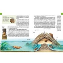 Тварини - винахідники і будівельники