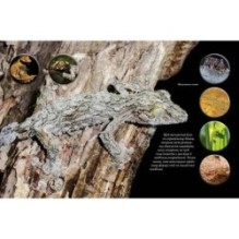 Тварини - модники й обманщики