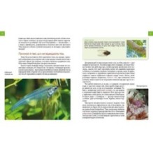 Тварини - модники й обманщики