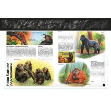 Человек в доисторические времена