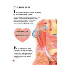 Тело человека