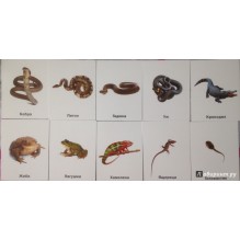 Набор карточек Смотрю. Играю. Узнаю. № 4