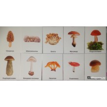 Набор карточек Смотрю. Играю. Узнаю. № 4