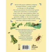 Сколько глаз у стрекозы?