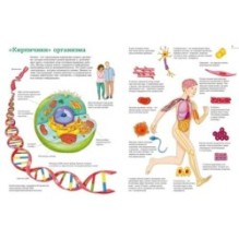 Тело человека. Атлас анатомии в картинках