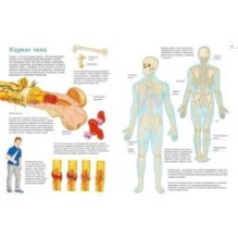 Тело человека. Атлас анатомии в картинках