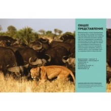 Тайны животных. Большая иллюстрированная энциклопедия