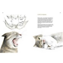 Невероятные коты. Всё, что нужно знать о любимых питомцах