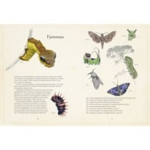 Загадочный мир бабочек