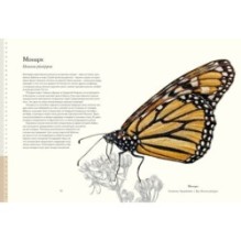 Загадочный мир бабочек