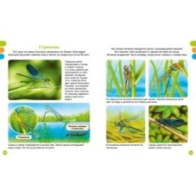 Животные-малютки